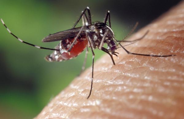 How do mosquitoes do to locate you?