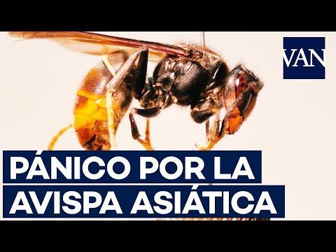 El momento exacto en el que la avispa asiática “devora” todo al su alrededor