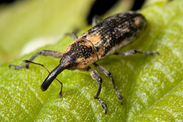How to get rid of weevils on beans?