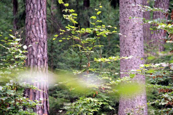 Reporting from the forest where the foresters from all over the Czech Republic go