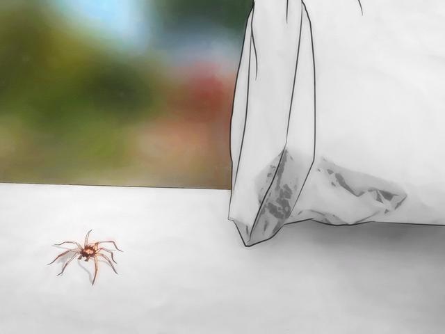 Cómo deshacerse de las arañas y evitar que regresen
