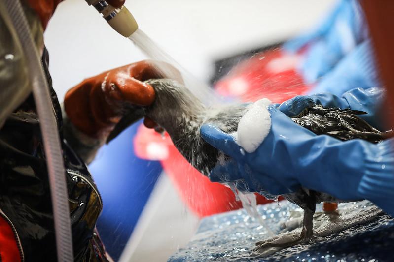 Más de 100 aves marinas han sido llevadas al Parque Las Leyendas para ser rehabilitadas tras derrame de petróleo 
