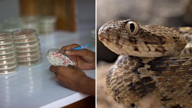 Tercer Milenio El veneno de una serpiente de Brasil frena la reproducción del virus de la covid