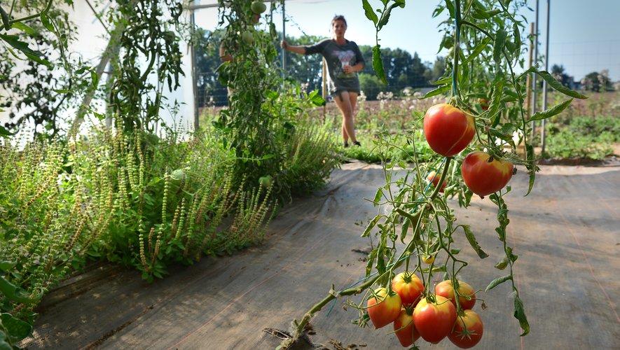 À Albi, la maraîchère se fait voler 40 kg de tomates dans sa serre 