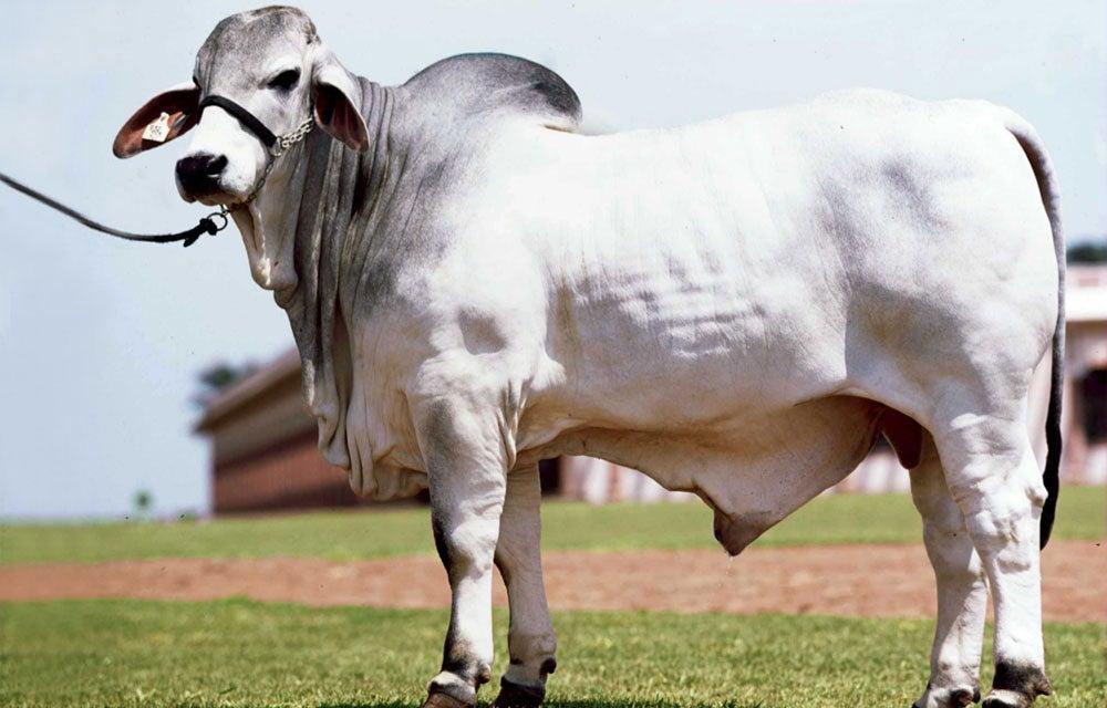 Brahman, Gyr y Guzerá son las razas que más producen leche y carne 
