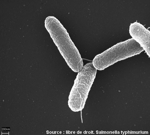 Salmonellose : symptômes, cause, incubation, comment l'éviter ?