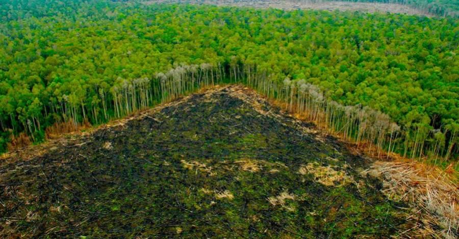 Almost a hundred major brands in the are linked to the deforestation of the Amazon rainforest | Interference 