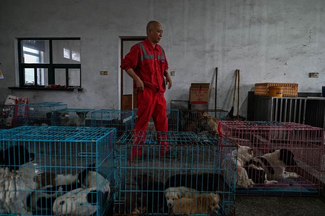 Who is the Chinese monk who saved 8,000 street dogs