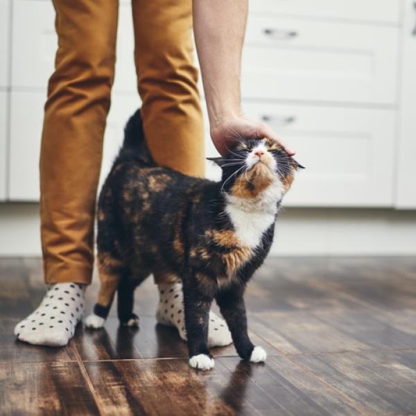 Why do cats like to walk between our legs?
