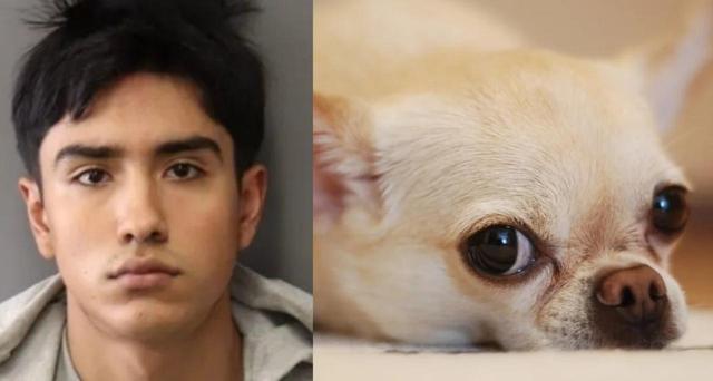 California: dos años de cárcel para un hombre que torturó y mató a un cachorrito chihuahua