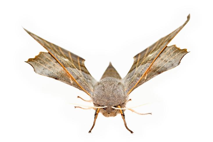 Verdwenen insecten: zijn ze uitgevlogen? | National Geographic National Geographic National Geographic 
