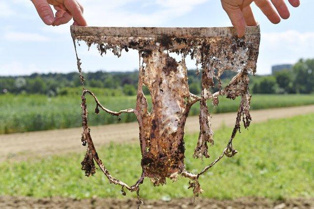 Unusual farmers plant briefs to check the quality of the soil