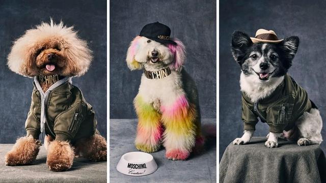 Moschino lanza su colección Moschino Pets para los perritos más tiernos 