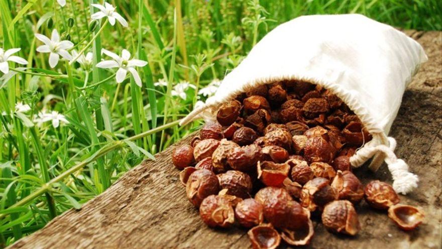 Sapindus nuts for washing clothes: a substitute for detergents?