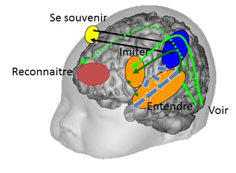 L'incroyable capacité du cerveau de bébé pour apprendre les langues