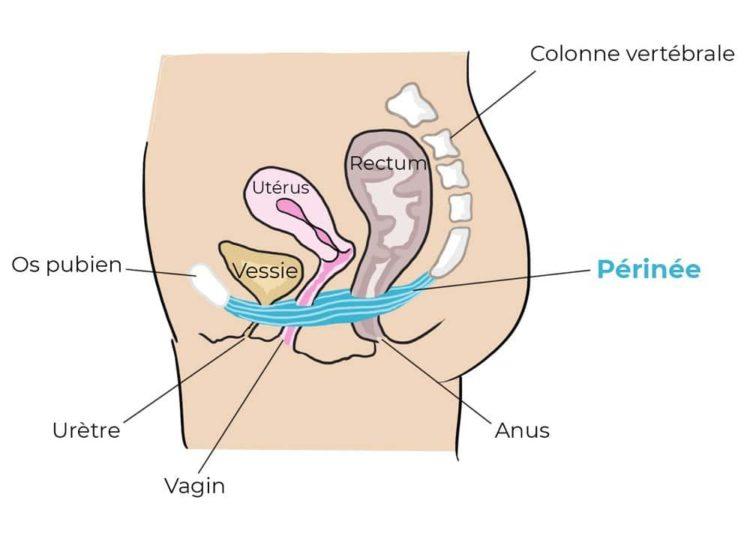 Rééducation périnéale (hors grossesse) : femme, homme, durée 