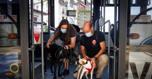 Todas las ciudades españolas que dejan que los perros viajen en los autobuses Todas las ciudades españolas que dejan que los perros viajen en los autobuses