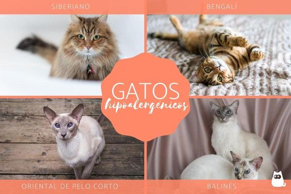 Razas de gatos que dan menos alergia 