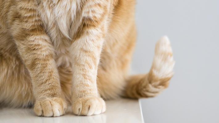SAG inició investigación a empresa de alimentos para gatos tras denuncia en redes sociales 