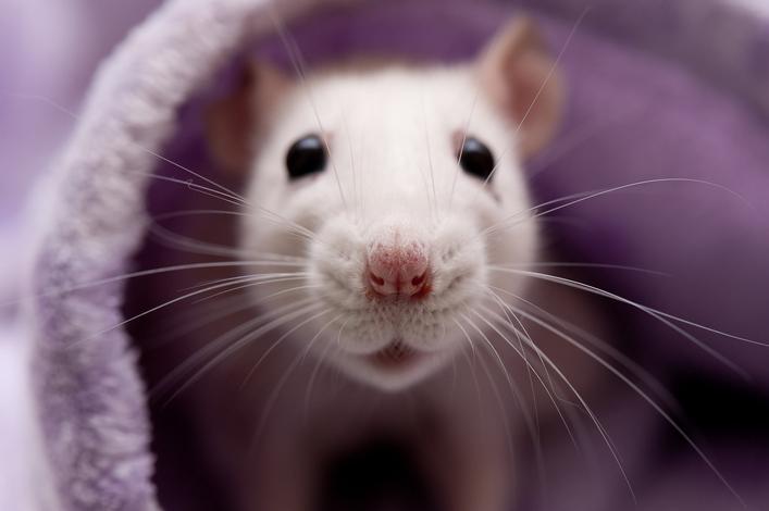 Cultivan cabello en ratas en busca de una cura para la calvicie