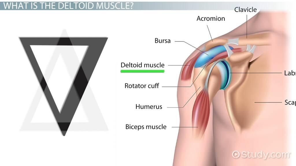 Deltoid Muscle: Anatomy, Function, and Treatment
