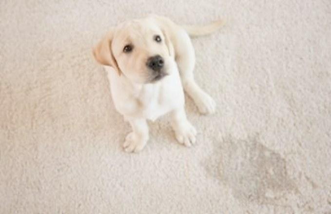 This is the best way to remove dog urine from mattresses, armchairs, and carpets without leaving a trace of odor or stain.