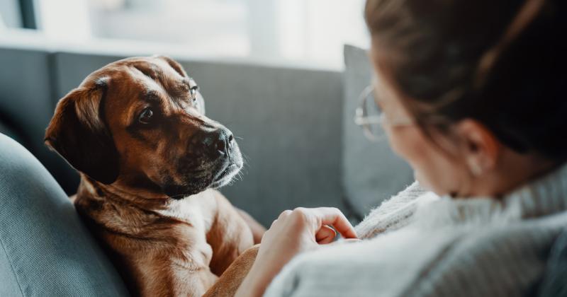 Une nouvelle tendance sur TikTok inquiète les experts canins qui mettent en garde contre les risques de morsures 