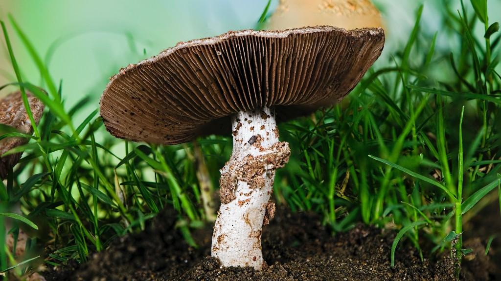 Mushrooms: the (sustainable) biomaterials revolution has begun
