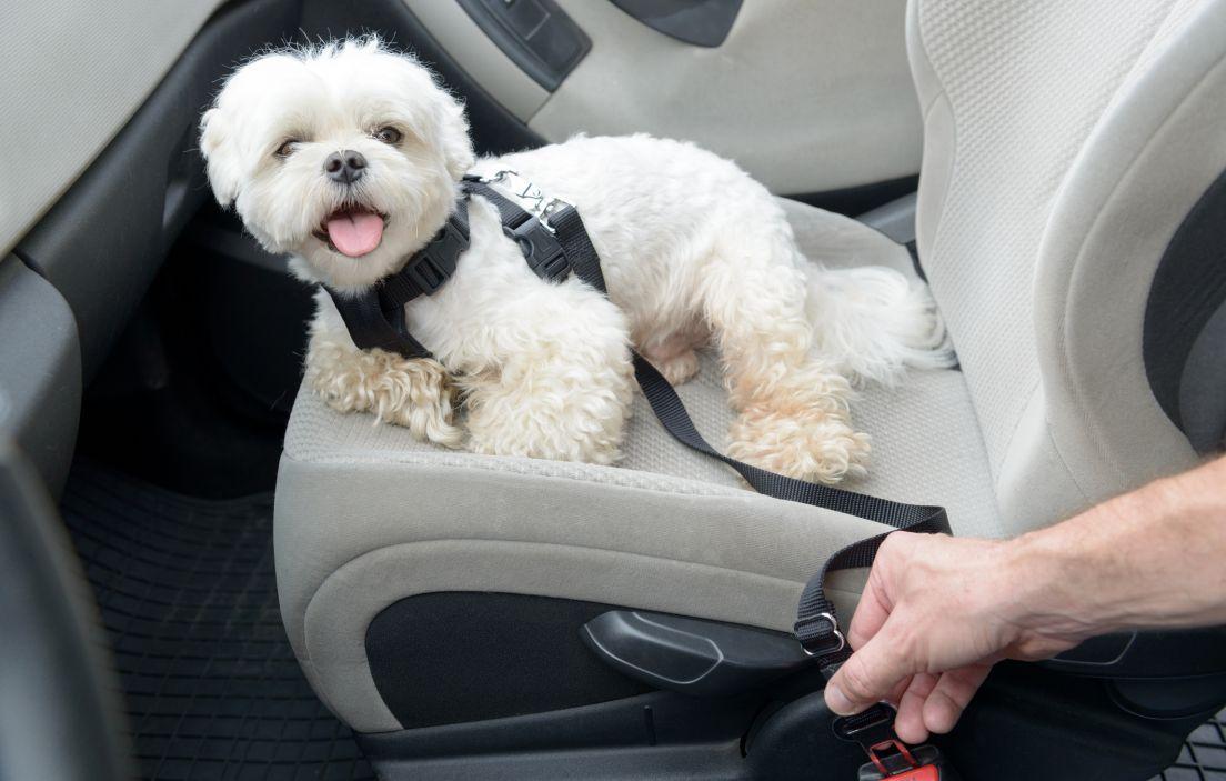 ¿Cómo viajar con tu perro en auto? Jamás debe ir en el asiento delantero
