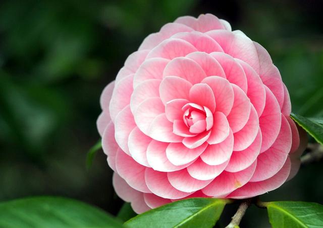 The benefits and cosmetic use of the Japanese camellia