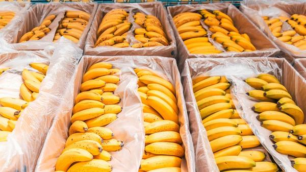 Intentan introducir desde Jerez 600 kilos de cocaína en cajas de plátanos procedentes de Colombia