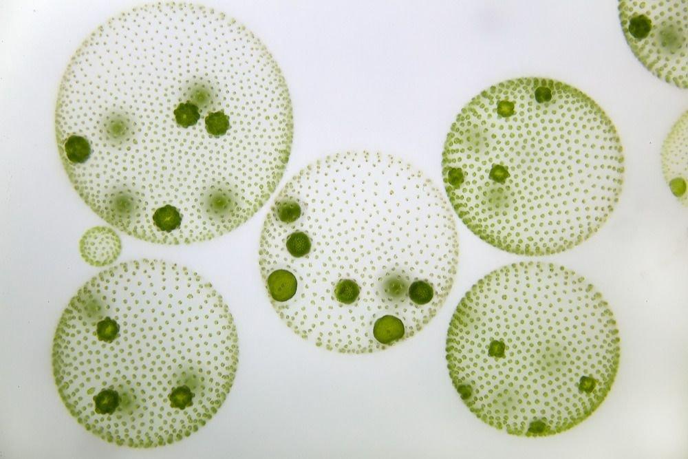 Microalgae: an alternative against meat and ultraprocessed