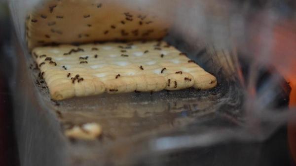 Trucos caseros, fáciles y eficaces, para evitar las hormigas en casa 