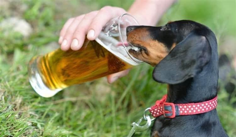 What happens if you give alcohol to a dog
