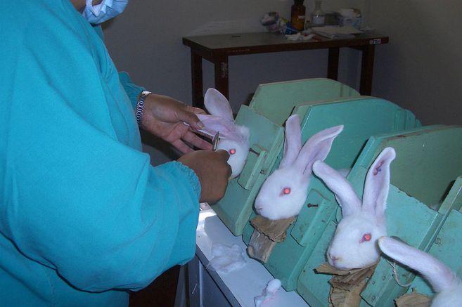 Latinoamérica avanza para dejar atrás las pruebas cosméticas en animales