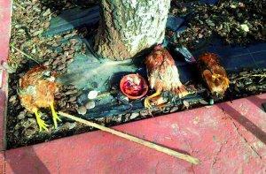 Un ritual satánico con gallinas decapitadas 