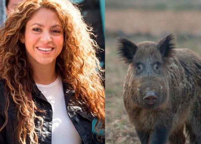 Shakira y su hijo sobreviven al ataque de los jabalíes en Barcelona. Su bolso no