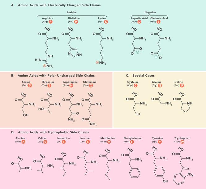 Essential a Aminocid: Základní a základní Struktura esenciálních aminokyselin: tabulka, zkratky a struktura 