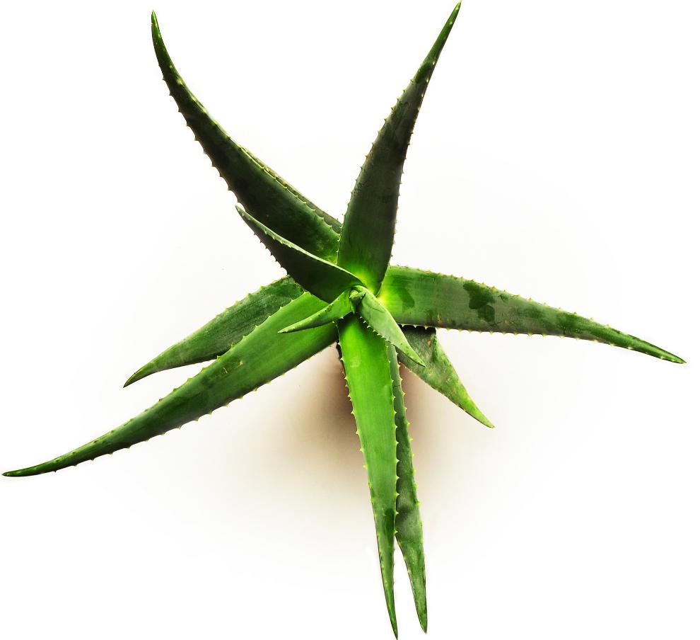 Aloe Vera: alimento y remedio para casi todo | Zen | EL MUNDO 