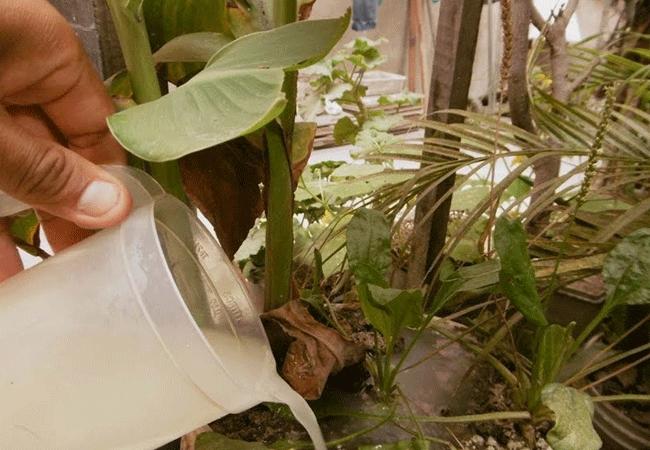 Beneficios del agua de arroz para las plantas y cómo prepararla