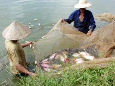 Os agricultores de peixes devem entender os verdadeiros custos da tecnologia antes de abraçar “aquicultura 4.0”