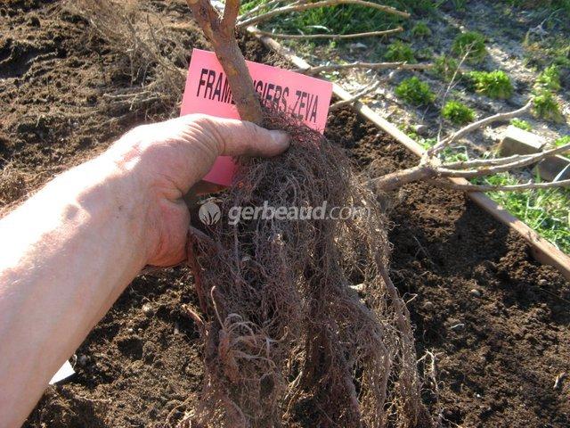 Jardinage : acheter des végétaux en racines nues coute 50% moins cher