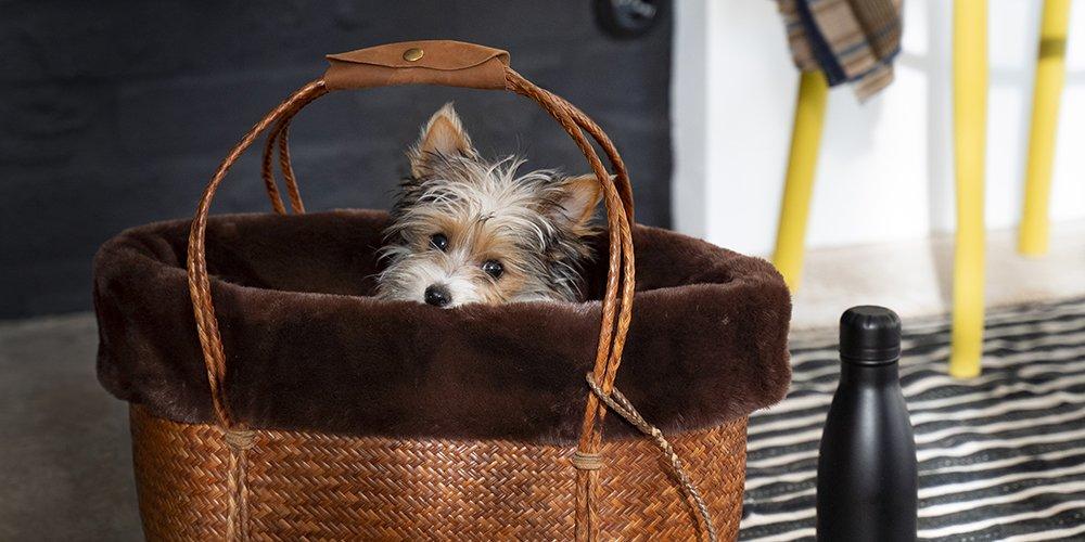 DIY animaux : réaliser un sac de transport pour chien 