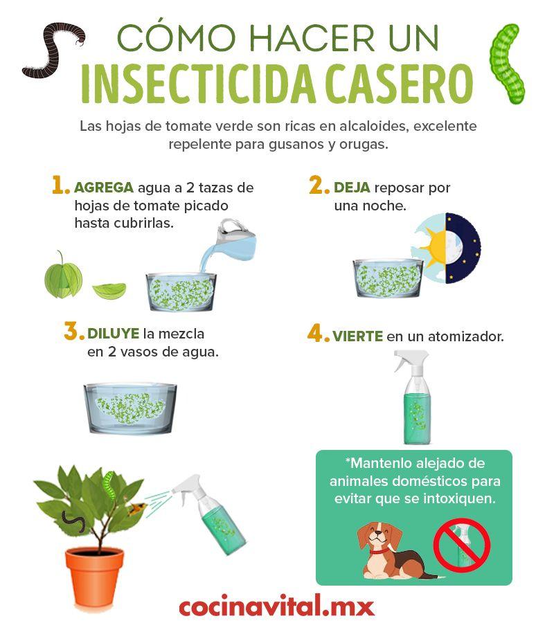 Plagas domésticas: ¿Cómo hacer insecticidas caseros? 