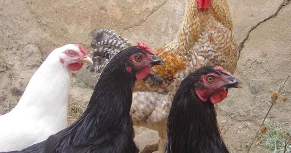 A juicio por cortar las cabeza a 15 gallinas, gallos y palomas