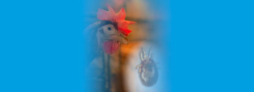 Control del ÁCARO ROJO en gallina de puesta