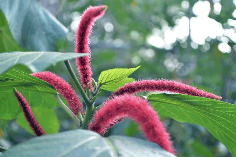 The power of amaranth in makeup: uses and benefits for the skin 