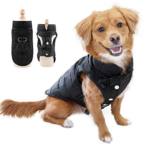 The 30 best 2022 small dog clothes - Review and guide