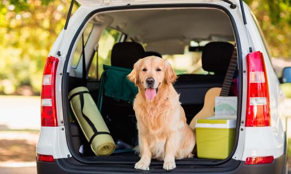 Holidays with pets: recommendations for a safe trip