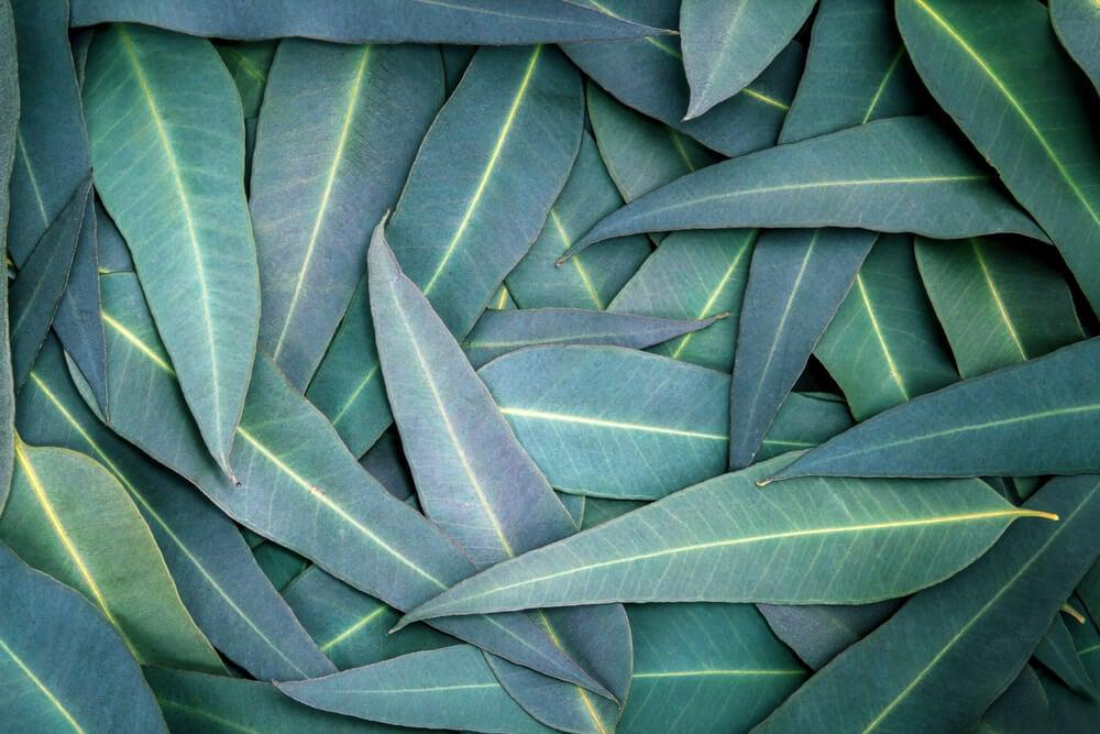 ¿Sirve hervir hojas de eucaliptus para mejorar el aire de la casa?